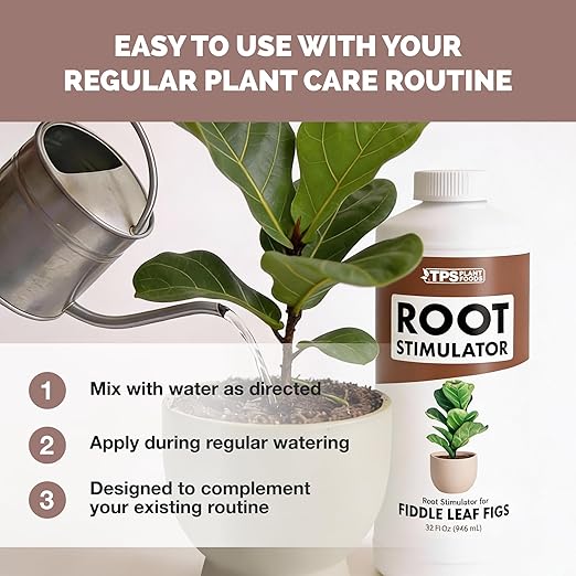 Root Stimulator for Fiddle Leaf Fig – Liquid Root Supplement with Kelp & Probiotics for Stronger Roots & Better Leaf Growth, 8 oz
