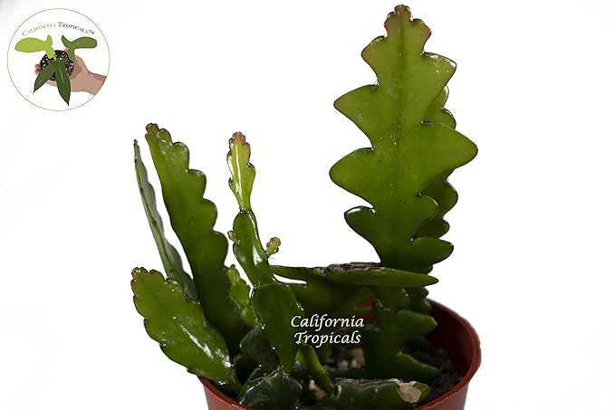 Zig Zag Cactus - 4" from California Tropicals