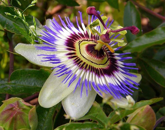 Seeds Passionflower Purple Vine Wild Apricot Maypop Indoor Exotic Perennial Flowers for Planting