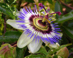Seeds Passionflower Purple Vine Wild Apricot Maypop Indoor Exotic Perennial Flowers for Planting