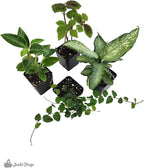 18x18x24 Day Gecko Vivarium Plant Kit