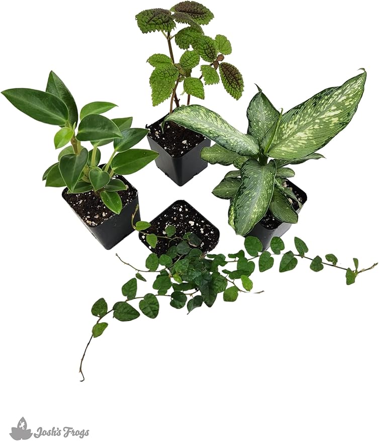 18x18x24 Day Gecko Vivarium Plant Kit