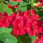 Rare Nasturtium Seeds for Planting - 150+ Mixed Nasturtium Seeds (Tropaeolum majus) Non-GMO, Attracts Pollinators