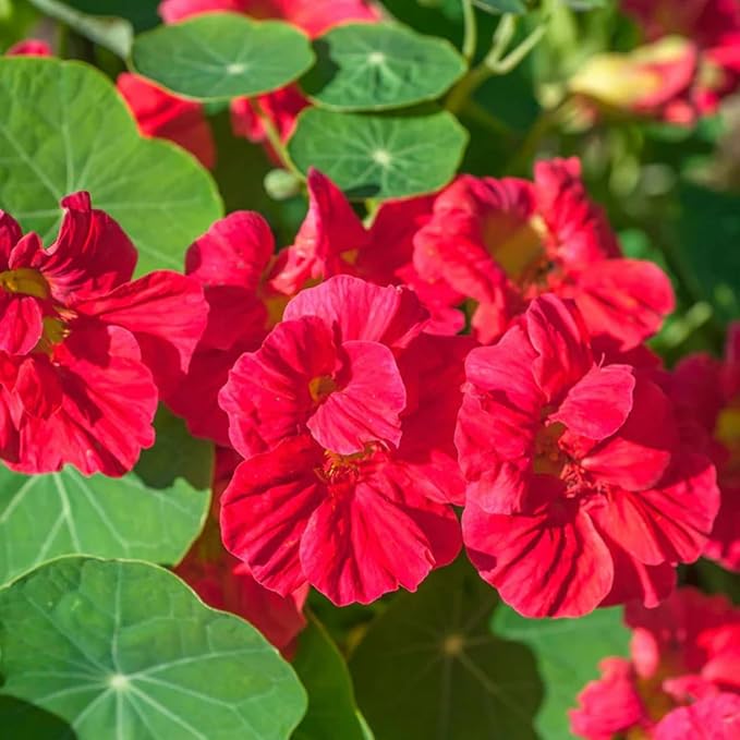 Rare Nasturtium Seeds for Planting - 150+ Mixed Nasturtium Seeds (Tropaeolum majus) Non-GMO, Attracts Pollinators
