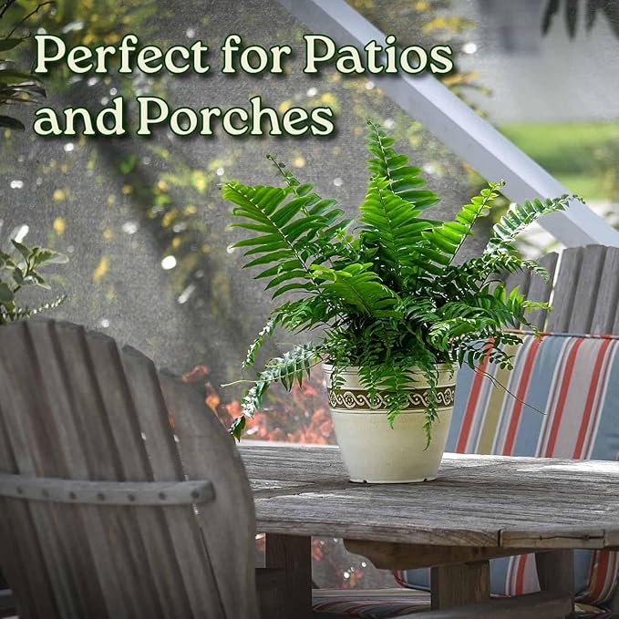 Macho Fern Plant - Live Sword Fern - Easy Care Plant - 14" to 18" Overall Height - 1 Gallon Planter - Tropical Plants of Florida