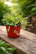 String of Rubies Live Plant, 4 Inch Pot – Trailing Purple Succulent Houseplant