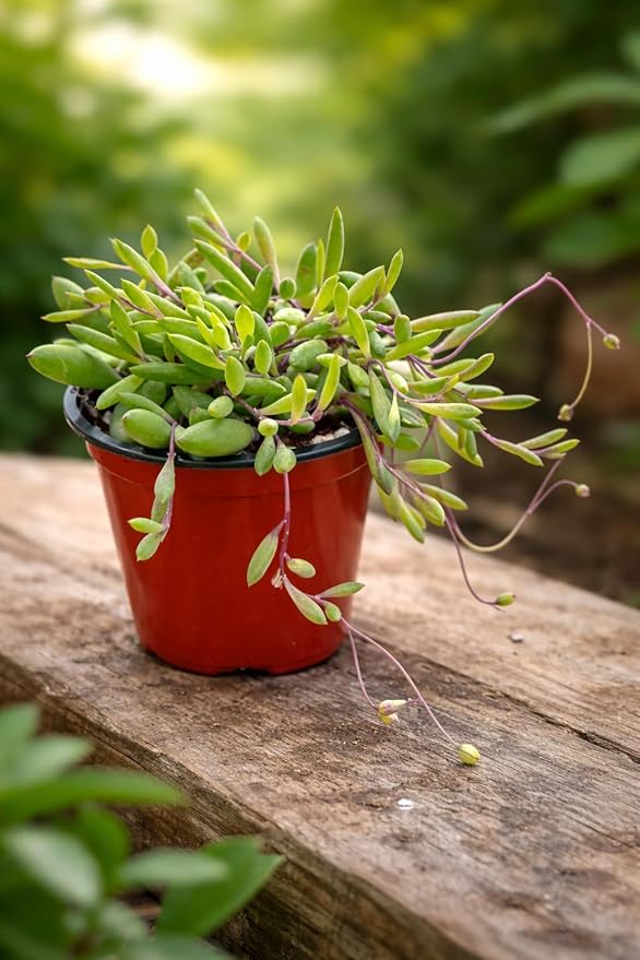 String of Rubies Live Plant, 4 Inch Pot – Trailing Purple Succulent Houseplant