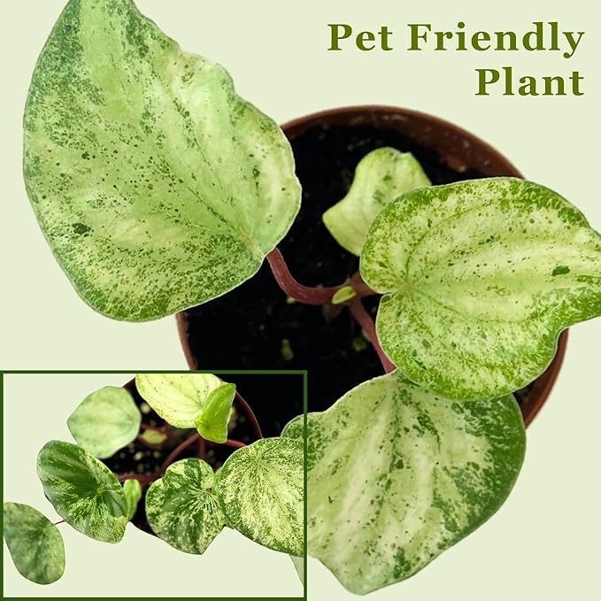 Live Plant Peperomia Gold Dust 4" - Easy to Care and Grow Air Purifying Indoor House Plants - Rare Peperomia - Flowers for Home Office Room Decor & Giftable(Heat Pack Included)