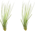 ragnaroc Air Plants - Tillandsia Juncea, Jumbo 8-12" - 2ct - Live Arrival Guaranteed - House Plants for Home Decor & Gift