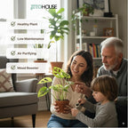 Monstera Adansonii Swiss Cheese - Live Full Size Indoor Plants Houseplants, Air Purifier Indoor Plants | Real Plants Decor for Living Room, Office, Desk & Bathroom, Easy Low Maintenance - JitoHouse