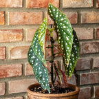 Begonia Live Plant, Begonias Live Plant, Rare Begonias Plants, 5-7 Inches in Height for Indoor Houseplant (Polka Dot Angel Wing Begonia)