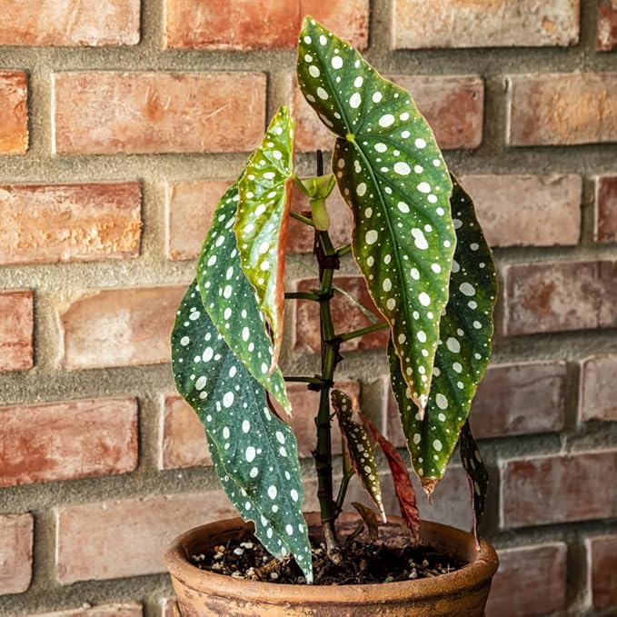 Begonia Live Plant, Begonias Live Plant, Rare Begonias Plants, 5-7 Inches in Height for Indoor Houseplant (Polka Dot Angel Wing Begonia)