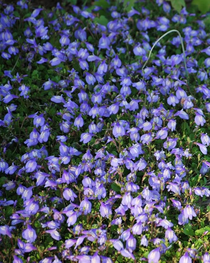 RedCrocus Creeping Mazus Mazus reptans 'Blue' | Ground Cover, Border Plant, Rock Garden | Evergreen, Pollinator Attractant, Pet Safe 1 Quart