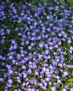 RedCrocus Creeping Mazus Mazus reptans 'Blue' | Ground Cover, Border Plant, Rock Garden | Evergreen, Pollinator Attractant, Pet Safe 1 Quart (Pack of 10)