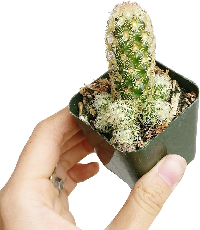 Live Cactus Plants, Fully Rooted 2-inch Cactus Succulent Plants, Rare Varieties for Gift or Home Decoration (Lady Fingers Cactus Mammillaria Elongata)