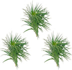 ragnaroc Air Plants - Flowering Tillandsia Pink Paske Large 5" - 3ct - Live Arrival Guaranteed - House Plants for Home Decor & Gift