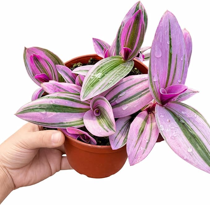 Tradescantia Nanouk Live Plant – 4 Inch Pot – Pink Purple Variegated Indoor Houseplant Easy Care