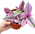 Tradescantia Nanouk Live Plant – 4 Inch Pot – Pink Purple Variegated Indoor Houseplant Easy Care