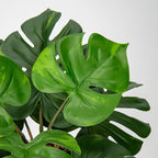 Hollyone Artificial Monstera Plant Faux Monstera Plant Potted Fake Tropical Plants in Black Pot for Indoor Outdoor Home Desk Office Garden Farmhouse Decoration