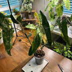 RedCrocus Philodendron billietiae- Tropical Indoor Plant with Large Glossy Leaves, Vibrant Orange Veins, Air-Purifying, Easy Care for Home & Office Decor 6" Pot