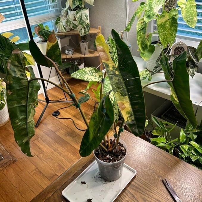 RedCrocus Philodendron billietiae- Tropical Indoor Plant with Large Glossy Leaves, Vibrant Orange Veins, Air-Purifying, Easy Care for Home & Office Decor 6" Pot