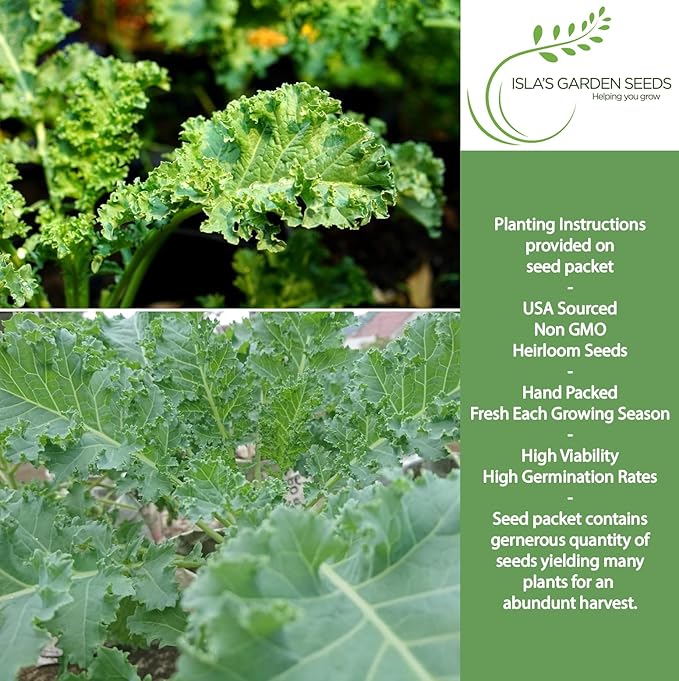 Siberian Kale Seeds for Planting – 1000+ Non-GMO & Heirloom Seeds by Isla's Garden Seeds, Brassica Napus, Cold-Tolerant Leafy Green, Fast-Growing Vegetable, Great Gift for Home Gardeners