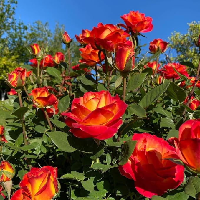 Rose Live Plant, Roses Flower Plant, Fragrant Flower for Planting, 4-6 Inches Tall, Bush Shrub Plants, Well Rooted, Ready to Grow (Red Orange Rose)