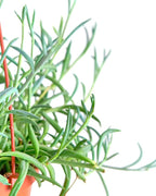 Shop Succulents String of Fishhooks Hanging Succulent, Senecio Radicans Glauca, Fully Rooted Live 6" Succulent Plant, Low Maintenance Indoor Plant, Hardy Succulents, Trailing Succulents, Gift & Garden