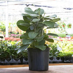 RedCrocus Fiddle Leaf Fig (Ficus lyrata) Indoor Plant, Large Green Foliage, Perfect for Living Rooms & Offices, Easy Care, Air Purifier, Container Friendly 10" Pot