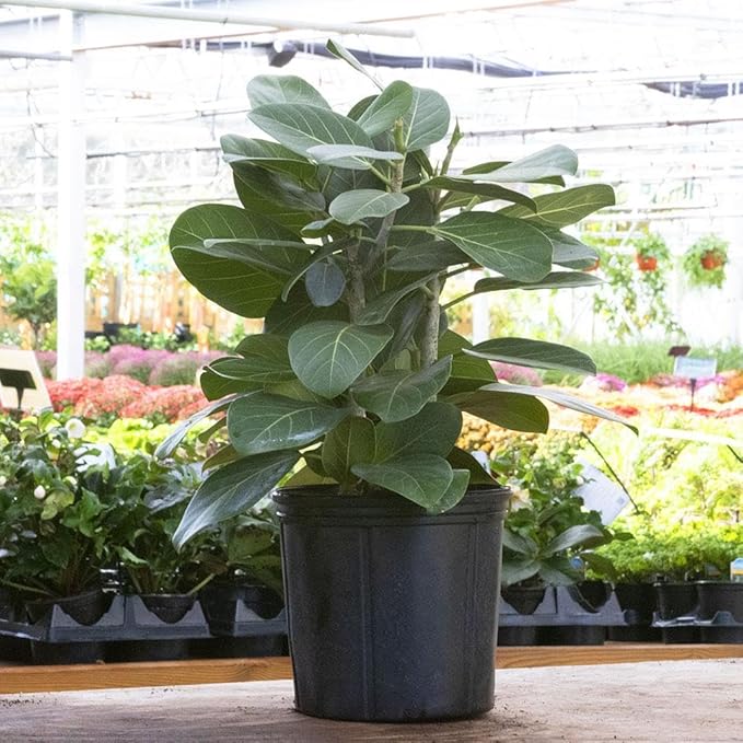 RedCrocus Fiddle Leaf Fig (Ficus lyrata) Indoor Plant, Large Green Foliage, Perfect for Living Rooms & Offices, Easy Care, Air Purifier, Container Friendly 10" Pot