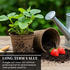 All Star Strawberry Plants, Day-Neutral Everbearing Plants, High-Yield Sweet Berries, Non-GMO Live Strawberry Starts for Garden, Raised Beds, Containers (10 Strawberry Plants)