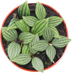 Watermelon Stilt (Peperomia Tetragona) - 4'' from California Tropicals