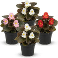 Live Begonia - Dark Leaf Assorted (4 Per Pack), Beautiful Shade Annual, Ships 8" Tall by 4" Wide in 1 Pt Pot