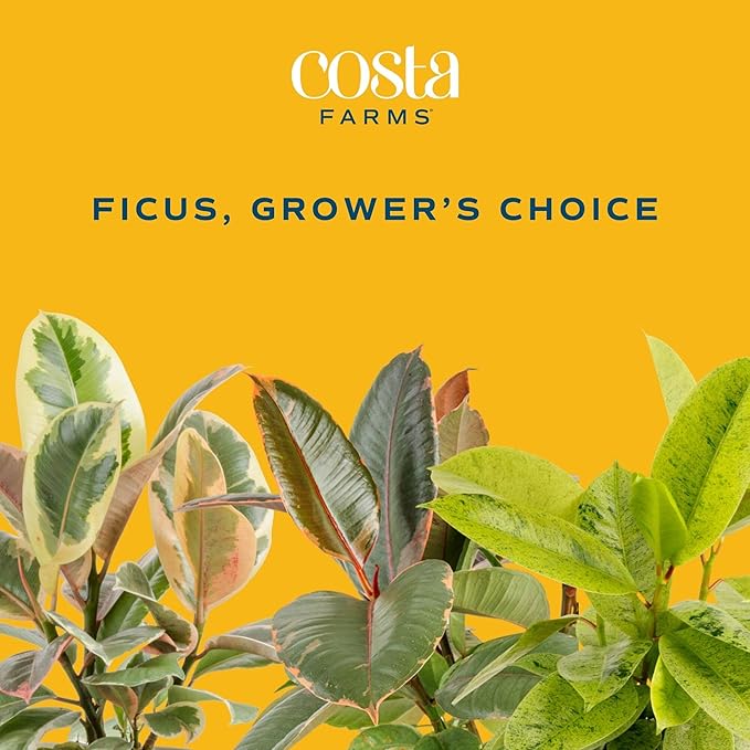 Costa Farms Ficus Tree Assorted Live Plant in Decorative Pot, Large Indoor Houseplant, Perfect for Home, Room, or Office Decor, Great House Warming or Birthday Gift, 3-4 Feet Tall
