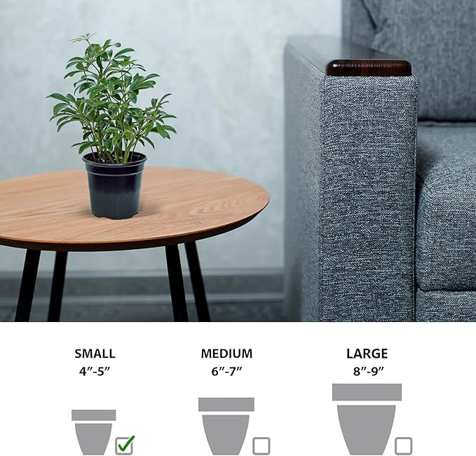 Live Hawaiian Schefflera Arboricola, Hawaiian Dwarf Umbrella Tree, Fully Rooted Indoor Plant, Easy Care Live Houseplant, Birthday Gift, Housewarming Gift in 4" Pot
