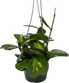 Inner Variegated Hoya Kerrii - Hoya Plants Live Houseplant - Live Hoya Plant - Rverse Variegated Hoya Kerrii - Plant Gift - Air Purifying Plant (Mulriple Plants with Many Leaves, 6" Hanging Pot)