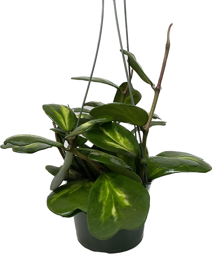 Inner Variegated Hoya Kerrii - Hoya Plants Live Houseplant - Live Hoya Plant - Rverse Variegated Hoya Kerrii - Plant Gift - Air Purifying Plant (Mulriple Plants with Many Leaves, 6" Hanging Pot)