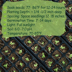 Premium Malabar Spinach Seeds - 100 Heirloom, Non-GMO Seeds for Planting – Easy-to-Grow Climbing Vegetable, Fast Growing Summer Green for Garden or Patio