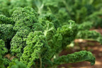 Kale Seeds, 5 Pounds – Great for Sprouting and Planting, High Germination Rate, Non-Irradiated, Kosher, Vegan, Bulk, Grow Amazing Sprout, Microgreens and Plants for Salads, Sirtfood