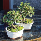 Brussel's Bonsai Live Chinese Elm Bonsai Tree, Outdoor, 2 Pack - Small, 5 Years Old, 6 to 8 inches Tall - Includes Decorative Ceramic Bonsai Pots