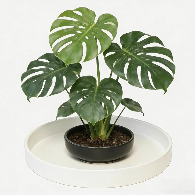 1 Pack 10 inch Plant Saucer Drip Tray, Heavy Sturdy Plastic Planter Flower Pot Drainage Tray Plate Saucers for Indoor Outdoor Garden, Plant Water Drip Trays for pots Base (10", Creamy White)