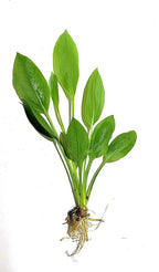 Marcus Fish Tanks - Live Aquarium Plant Variety Pack Amazon Sword Java Moss Anacharis Ludwigia Java Fern and More