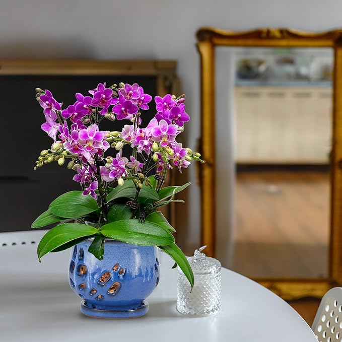 W&W Orchid Pot with Holes and Saucer for Repotting and Better Grow, White and Blue, 6.5"