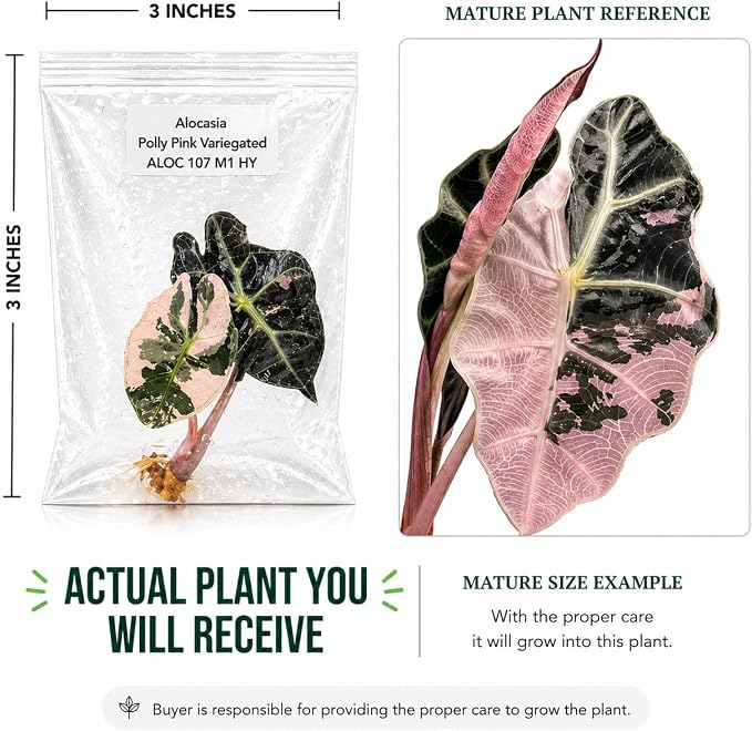 Rare Alocasia Polly Pink Variegated Tissue Culture Starter Plant, Exotic Plants Live Houseplants, Live Indoor Plants for Collectors, Mini Plants Starter