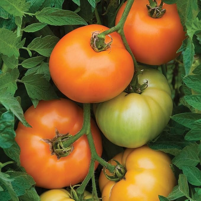 Burpee 'Orange Wellington' Hybrid, Orange Beefsteak Slicing Tomato, 65 Non-GMO Seeds
