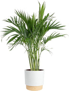 Costa Farms Cat Palm Live Plant in Decorative Pot, Large Indoor Houseplant, Perfect for Home, Room, or Office Decor, Great House Warming or Birthday Gift, 3-4 Feet Tall