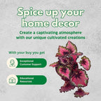 BubbleBlooms Harmony's Red Begonia Rex Series, Red and Green Holographic, 4 inch Grower's Choice Indoor House Plant