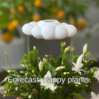 The Original Dripping Rain Cloud for Plants, Plant Watering Rain Cloud, Plant Lover Gifts, Plant Lady Gifts for Women, Plant Accessories