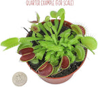 Non-Toxic Live Venus Fly Trap, Pet Safe Plant for Cats & Dogs, Dionaea Muscipula, Carnivorous Plants for Terrariums, Real Houseplants, Fun for Kids, 3 in. Pot