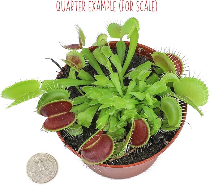 Non-Toxic Live Venus Fly Trap, Pet Safe Plant for Cats & Dogs, Dionaea Muscipula, Carnivorous Plants for Terrariums, Real Houseplants, Fun for Kids, 3 in. Pot